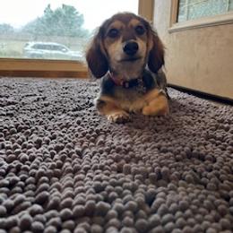 Dachshund Puppies from M & M Breeding