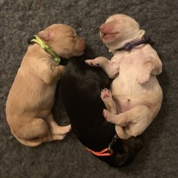 Australian Labradoodle Puppies from Charlotte Labradoodles