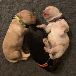 Australian Labradoodle Puppies from Charlotte Labradoodles