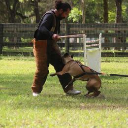 Yuka - Belgian Malinois