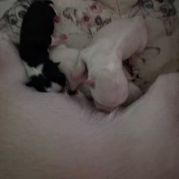 Girl 1 - Cream female Chihuahua puppy in Fargo, North Dakota from Wild Prairie Chihuahuas