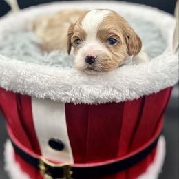 Snack - Blenheim male Cavapoo puppy in Cedar City, Utah from Cedar Sprout Puppies
