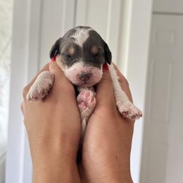 Cavapoo, Goldendoodle, and Golden Retriever Puppies from Canterbury Canines