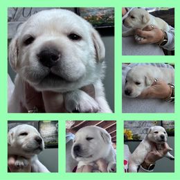 Mint Green collar girl - Yellow female Labrador Retriever puppy in New Berlin, New York from Thistle Hill Labradors