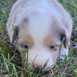 SEA-sar - Red merle male Miniature Australian Shepherd puppy in California, Kentucky from Sonlight Ridge Aussies
