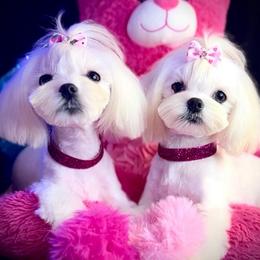 Girl 1 - White female Maltese puppy in Arab, Alabama from Always Maltese