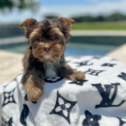Dale - Chocolate, tan and white Yorkshire Terrier puppy in Richmond, Texas from Perfectly Posh Pets
