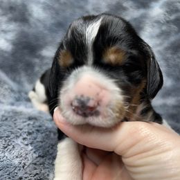 Daniel - Black white and tan male English Springer Spaniel puppy in Battle Creek, Michigan from Eden Springer Spaniels