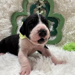 Mantle Female - Mantle female Great Dane puppy in Washington, Pennsylvania from City Slicker Danes