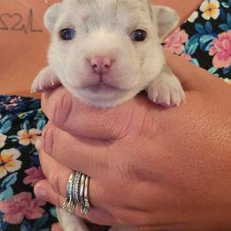 Mercedes - Merle female Chihuahua puppy in Amity, Pennsylvania from Baxters Chihuahuas