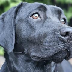Amai - Labrador Retriever