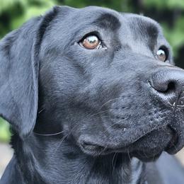 Amai - Labrador Retriever