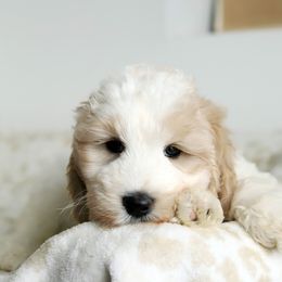 Yellow - Cream female Australian Labradoodle puppy in Williamstown, New York from Lewis Manor Labradoodles