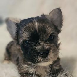 Mickey - Parti male Yorkshire Terrier puppy in Hamilton, Ohio from Purebred Yorkies of Ohio
