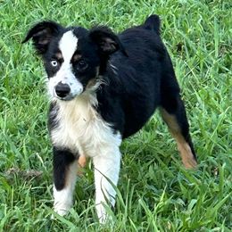 Snoop - Black & white male Miniature Australian Shepherd puppy in Hokes Bluff, Alabama from Alegria Toy Aussies
