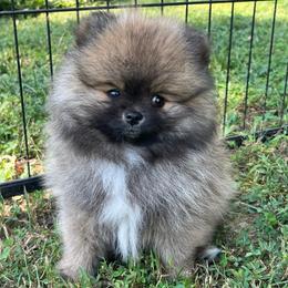 Zev - Wolf sable male Pomeranian puppy in Jefferson City, Missouri from MJ’s Pomeranians