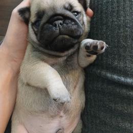 Boy 2 - Fawn male Pug puppy in Glendale, Oregon from Azalea Pugs