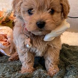 Poppy - female Cavapoochon puppy in Fairmont, West Virginia from Robin Nelson