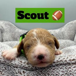 Scout- Green Collar - Apricot male Goldendoodle puppy in Cape Coral, Florida from Nay Nays Mini Doodles