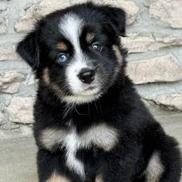 Athena - Black tri female Miniature Australian Shepherd puppy in Cunningham, Tennessee from Copper Creek Aussies