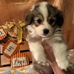 Pembroke Welsh Corgi Puppies from Solstice Farm Corgis