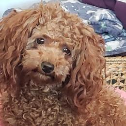 Stella - Poodle