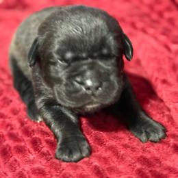 Purple Collar N - Black female Cane Corso puppy in Paris, Texas from Knucklehead Cane Corso