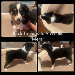 Australian Shepherd Puppies from Virginia Australian Shepherds