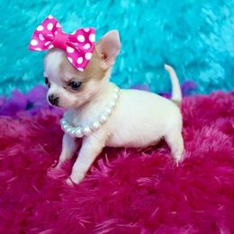 Chihuahua Puppies from Honey Bee Chihuahua’s
