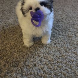 Shih Tzu Puppies from Winter Shih Tzus