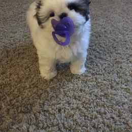 Shih Tzu Puppies from Winter Shih Tzus