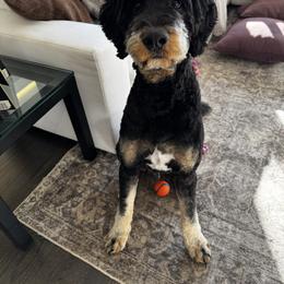 Bernedoodle and Bernese Mountain Dog All Grown Up from Berner Ridge Kennels