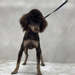 Noah - Poodle