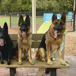German Shepherds from The Good Shepherds