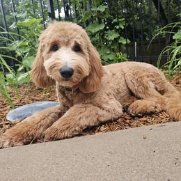 Mocha - Goldendoodle