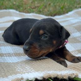 Archer - Black and rust male Doberman Pinscher puppy in Toney, Alabama from Bhon Mhuir Dobermanns
