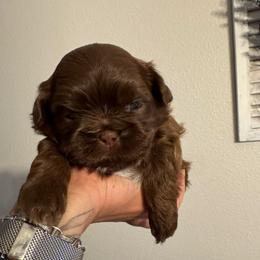 Girl 3 - Hersey - Liver female Shih Tzu puppy in Hermiston, Oregon from Butterfly Shih Tzu Pups
