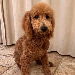 Penny - Goldendoodle