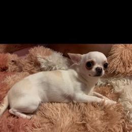 Alina - Cream and white female Chihuahua puppy in Smyrna, Georgia from GeorgiasChihuahuas