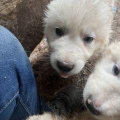 Daisy - White Maremma Sheepdog puppy in East Dover, Vermont from Cracked An Egg Farm