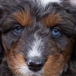 Australian Mountain Doodles, Bernedoodles, Cavapoos, and Goldendoodles from Angel Pups Deluxe