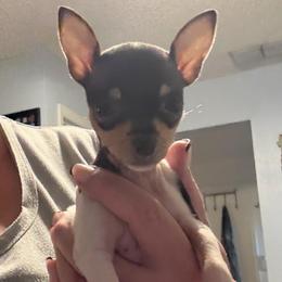 Baby B1B - White black and tan female Toy Fox Terrier puppy in Clermont, Florida from Debbie Hiles's Toy Fox Terriers