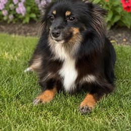Tiny - Toy Australian Shepherd