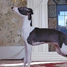 Winnie - Italian Greyhound