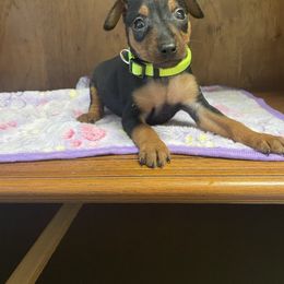Dash - Black and tan male Miniature Pinscher puppy in Lancaster, Missouri from White Stone Ranch