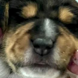 Boy 1 - Black red and white Beagle puppy in Woodstock, Georgia from Penny Lane Beagles and AKC and Champion bloodline
