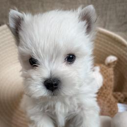 Chester - White male West Highland White Terrier puppy in Maryville, Missouri from The West Acres