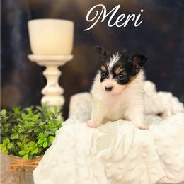 America (Meri) - White black and tan female Papillon puppy in Coatesville, Indiana from Wendy’s Wings