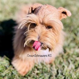 Miniature Schnauzer Puppies from Crown Schnauzers KC