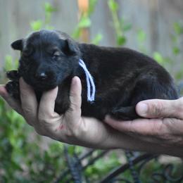 Purple collar female - Sable female German Shepherd puppy in Marianna, Florida from Haus M Godwin